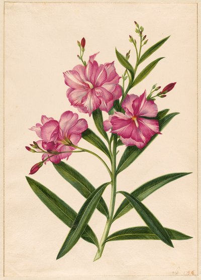 Oleandro viola da Pieter Withoos