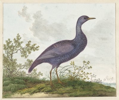 Porzana porzana? da Pieter Withoos