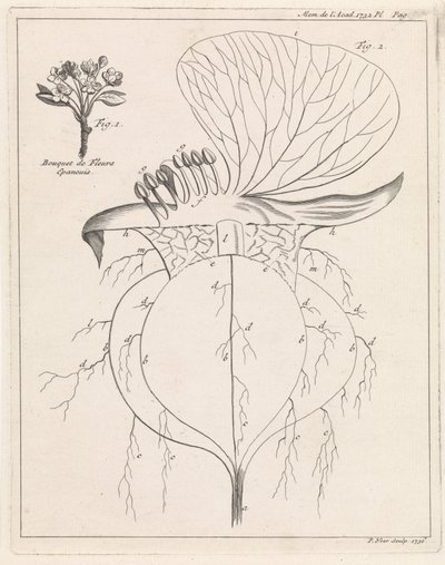 Sezione di un fiore da Pieter Yver