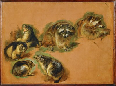 Marmotte e procioni (dipinto su tela) da Pieter or Peter Boel