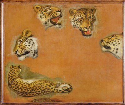 Schizzi di pantera (dipinto su tela) da Pieter or Peter Boel