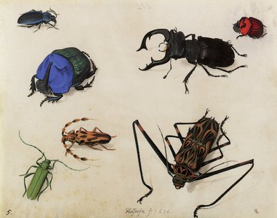 Scarabei, 1636 da Pieter the Elder Holsteyn