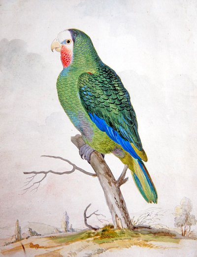 Un pappagallo in un paesaggio da Pieter the Younger Holsteyn