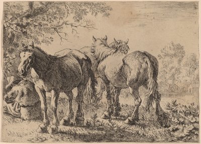 Tre cavalli in un campo da Pieter van Laer