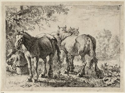 Tre cavalli in un campo da Pieter van Laer