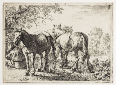 Tre cavalli in un campo da Pieter van Laer