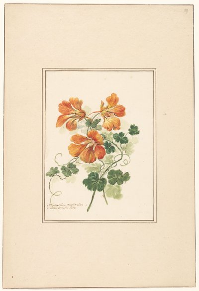 Rami di un Tropaeolum e una viola da Pieter van Loo (attributed to)