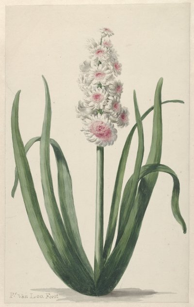 Giacinto in fiore da Pieter van Loo