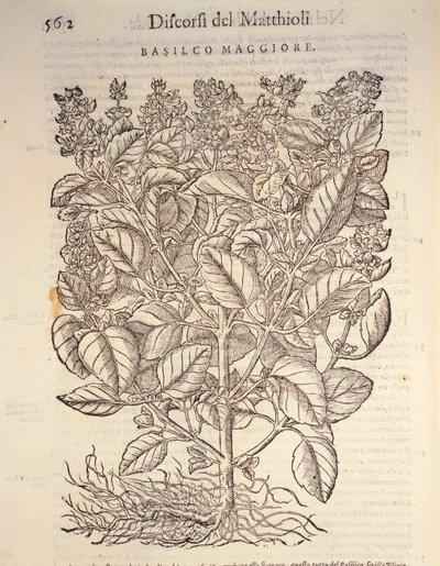 Basilico (Ocymum basilicum), incisione di Pier Andrea Mattioli da Pietro Andrea Mattioli