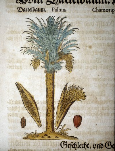 Tavola botanica: Palma con datteri - In "herbarium mattioli" da Pietro Andrea Mattioli