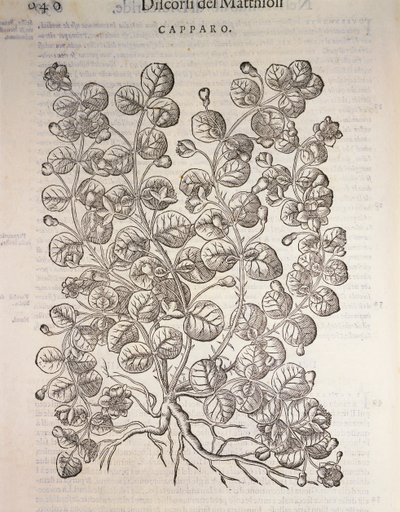 Cappero (Capparis spinosa), incisione di Pier Andrea Mattioli da Pietro Andrea Mattioli