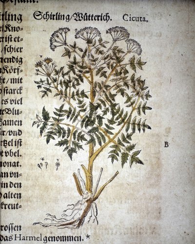 Cicuta - In "Herbarium Mattioli". da Pietro Andrea Mattioli