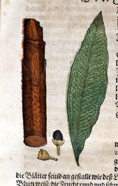 Cinnamoma. Incisione - in “Kreutterbuch Dess Hochgelehrten unnd weitberuhmten Herrn D. Petri Andreae Matthioli” di Pietro Andrea Mattioli (Matthiole) (1500-1577). Francoforte da Pietro Andrea Mattioli