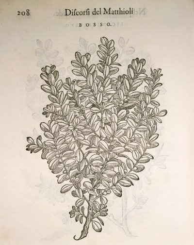 Bosso comune (Buxus sempervirens), incisione di Pier Andrea Mattioli da Pietro Andrea Mattioli