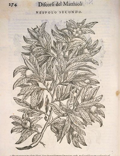 Nespolo comune (Mespilus germanica), incisione di Pier Andrea Mattioli da Pietro Andrea Mattioli