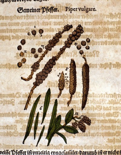 Pepe comune. Incisione - in Kreutterbuch Dess Hochgelehrten unnd weitberuhmten Herrn D. Petri Andreae Matthioli di Pietro Andrea Mattioli (1500-1577). Francoforte da Pietro Andrea Mattioli