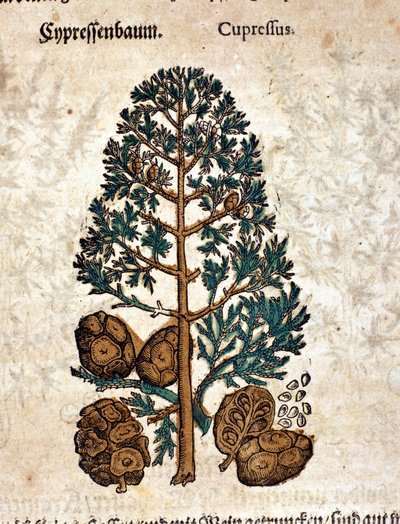 Cono di cipero. Incisione - in “Kreutterbuch Dess Hochgelehrten unnd weitberuhmten Herrn D. Petri Andreae Matthioli” di Pietro Andrea Mattioli (Matthiole) (1500-1577). Francoforte da Pietro Andrea Mattioli