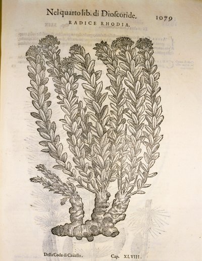 Rodiola rosea, incisione di Pier Andrea Mattioli da Pietro Andrea Mattioli