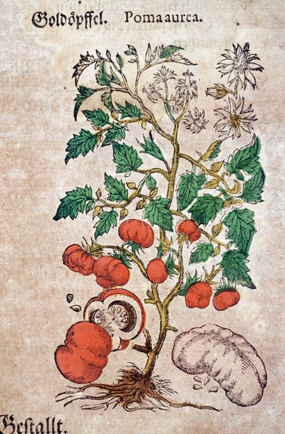 Erbario: piano botanico aureache che rappresenta una pianta di pomodoro (Caulis floridus). Incisione in "Kreutterbuch Des Hochgelehrten unnd weitberuhmten Herrn D. Petri Andreae Matthioli" di Pietro Andrea Mattioli (Matthiole da Pietro Andrea Mattioli