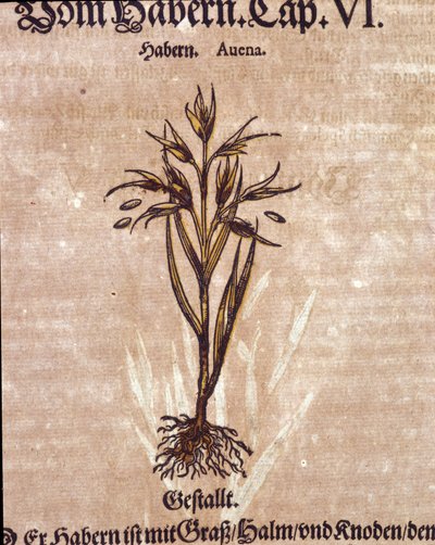 Erbario: avena. Incisione da “Kreutterbuch Dess Hochgelehrten unnd weitberuhmten Herrn D. Petri Andreae Matthioli” di Pietro Andrea Mattioli da Pietro Andrea Mattioli