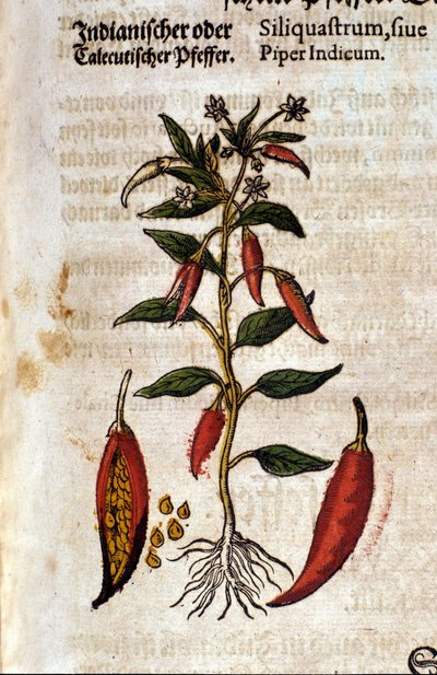 Pepe indiano. Incisione - in "Kreutterbuch Dess Hochgelehrten unnd weitberuhmten Herrn D. Petri Andreae Matthioli" di Pietro Andrea Mattioli (Matthiole) (1500-1577). Francoforte da Pietro Andrea Mattioli