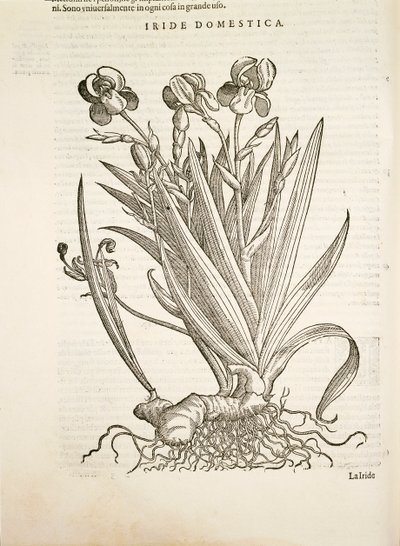 Iride (Iride domestica), incisione di Pier Andrea Mattioli da Pietro Andrea Mattioli