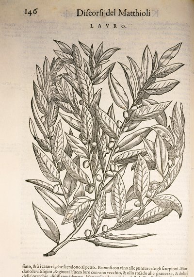 Alloro (Laurus), incisione di Pier Andrea Mattioli da Pietro Andrea Mattioli