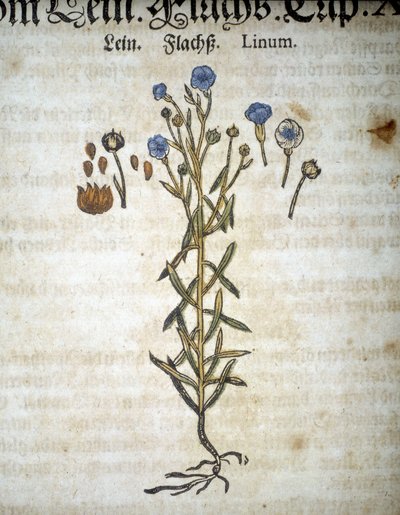 Lino o Linum - In "Erbario Mattioli" da Pietro Andrea Mattioli