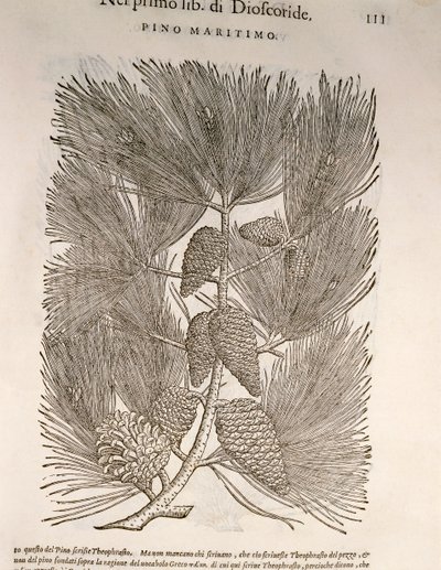 Pino marittimo (Pinus pinaster), incisione di Pier Andrea Mattioli da Pietro Andrea Mattioli