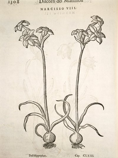 Narciso, incisione di Pier Andrea Mattioli da Pietro Andrea Mattioli