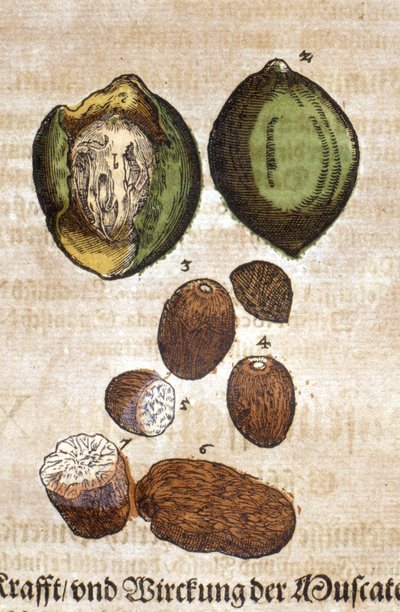 Noce moscata. Incisione - in "Kreutterbuch Dess Hochgelehrten unnd weitberuhmten Herrn D. Petri Andreae Matthioli" di Pietro Andrea Mattioli (Matthiole) (1500-1577). Francoforte da Pietro Andrea Mattioli