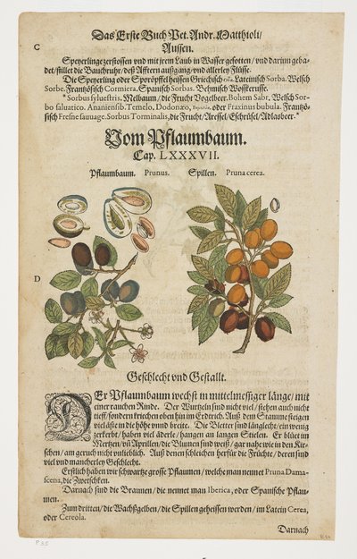 Prugne secche, Von Pflaumbaum, da Commentarii in Sex Libros Pedacii Dioscoridis da Pietro Andrea Mattioli