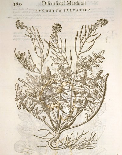Rucola (Eruca sativa), incisione di Pier Andrea Mattioli da Pietro Andrea Mattioli