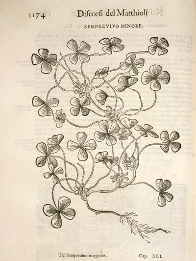 Semprevivo minore (Sempervivum), incisione di Pier Andrea Mattioli da Pietro Andrea Mattioli