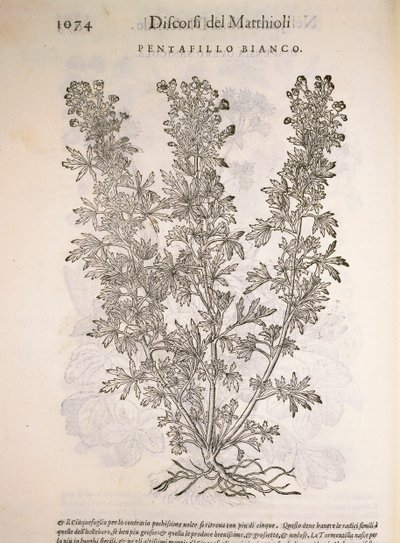 Potentilla alba, incisione di Pier Andrea Mattioli da Pietro Andrea Mattioli