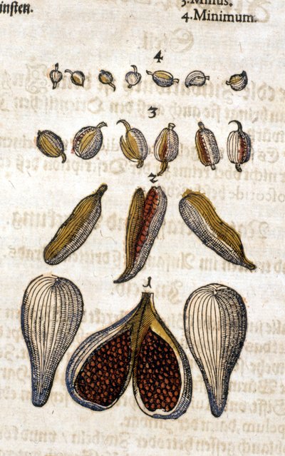 Il cardamomo. Incisione - in "Kreutterbuch Dess Hochgelehrten unnd weitberuhmten Herrn D. Petri Andreae Matthioli" di Pietro Andrea Mattioli (1500-1577). Francoforte da Pietro Andrea Mattioli