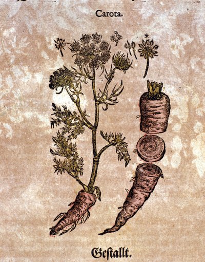La carota. Incisione in 