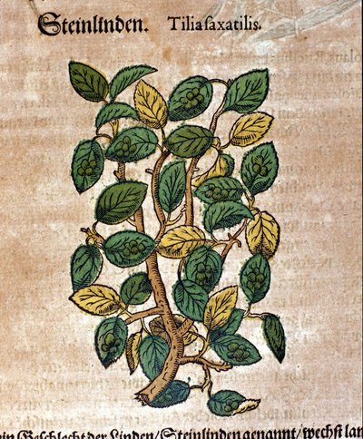 Il tiglio. Incisione - in “Kreutterbuch Dess Hochgelehrten unnd weitberuhmten Herrn D. Petri Andreae Matthioli” di Pietro Andrea Mattioli (Matthiole) (1500-1577). Francoforte da Pietro Andrea Mattioli