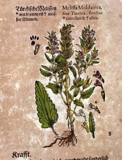 La melissa. Incisione - in “Kreutterbuch Dess Hochgelehrten unnd weitberuhmten Herrn D. Petri Andreae Matthioli” di Pietro Andrea Mattioli (Matthiole) (1500-1577). Francoforte da Pietro Andrea Mattioli