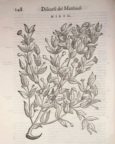 Mirto vero (Myrtus communis), incisione di Pier Andrea Mattioli da Pietro Andrea Mattioli