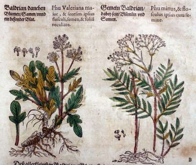 Valeriana: due specie con descrizione della pianta da Pietro Andrea Mattioli