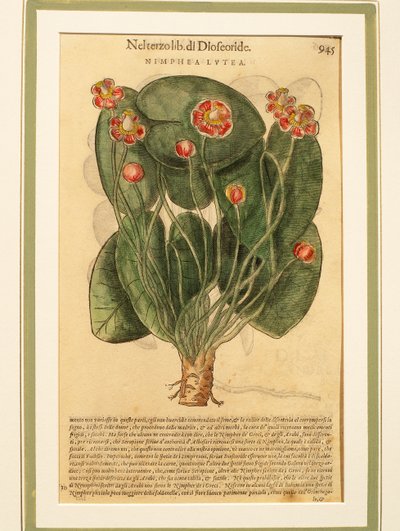 Ninfea gialla (Nymphaea lutea), incisione colorata da Pietro Andrea Mattioli