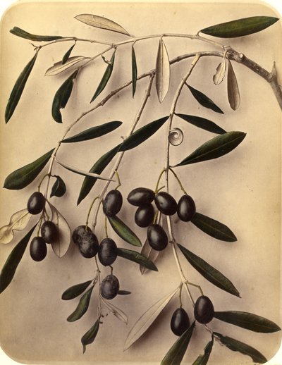 Olive, 1870s da Pietro Guidi