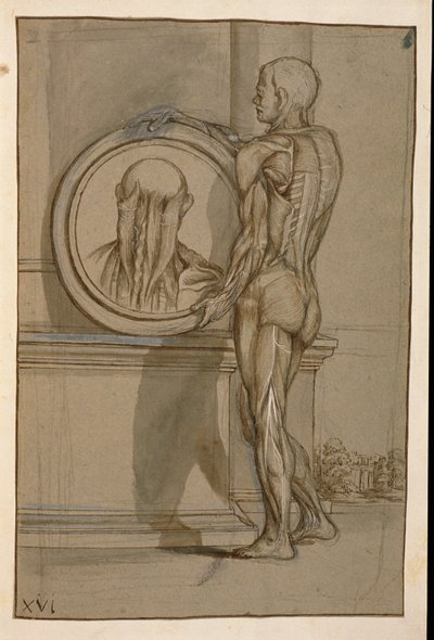 Ms Hunter 653 Tavola XVI, disegno anatomico, c.1610 da Pietro da Cortona
