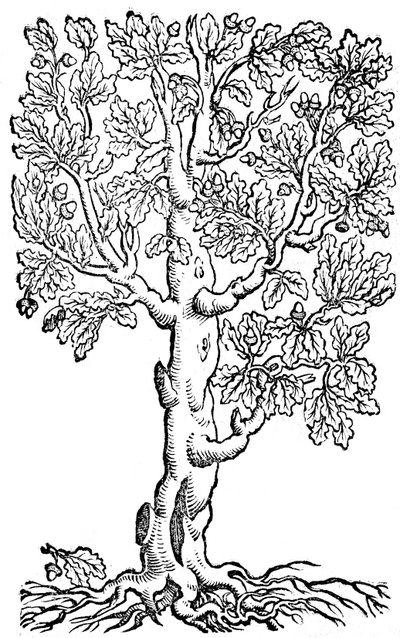 XII Libri sull
