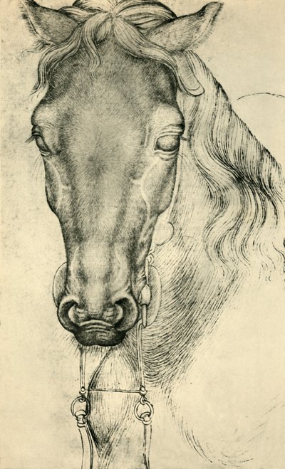 Testa di un cavallo, c1420-1455, 1943 da Antonio Pisanello
