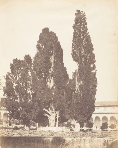 Vecchi cipressi nel convento certosino, Roma, 1853-56 da Possibly by Jane Martha St. John.