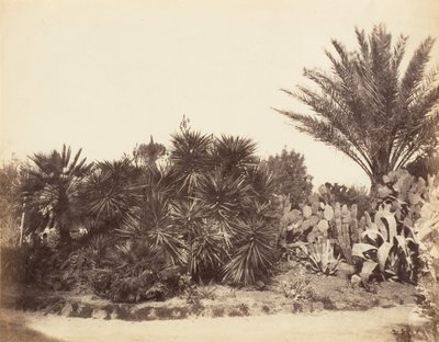 Giardino del Pincio, Roma, 1853-56 da Possibly by Jane Martha St. John.