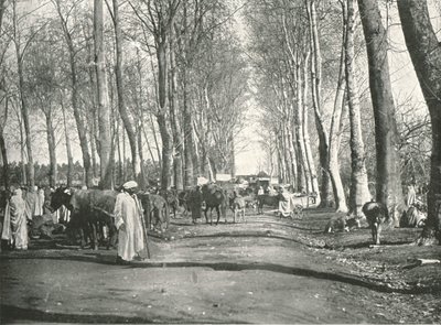 Fiera e mercato arabo, Boufarik, Algeria, 1895 da Poulton and Co