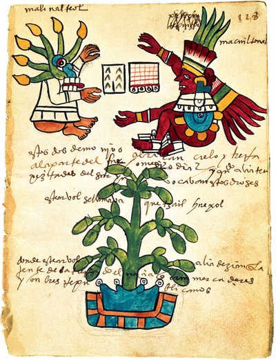 Albero di cacao dal Codice Tudela, 1553 da Pre Columbian art
